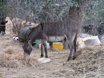 Donkey
