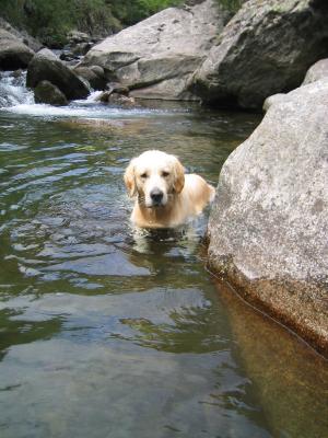 GOLDEN RETRIEVER BARCELONA