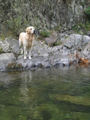 GOLDEN RETRIEVER BARCELONA