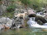 GOLDEN RETRIEVER BARCELONA