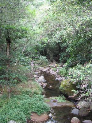 Minamurra Rain Forest