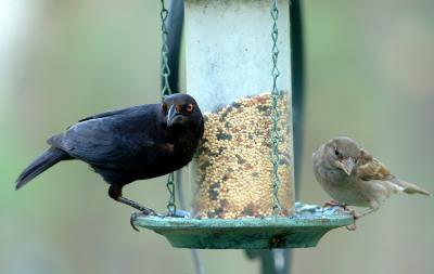 black bird 1 leg  sparrow