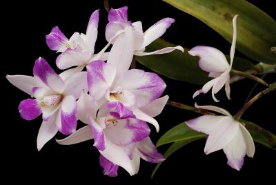 dialaelia Snowflake 'White Star' x Penny Kuroda 3