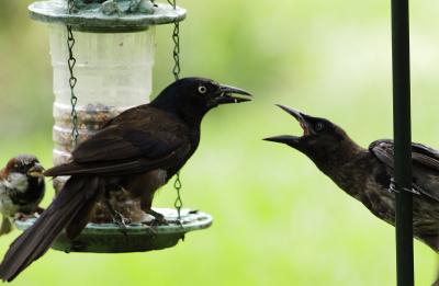confrontation at the feeder 01
