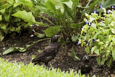 grackles on ground 01