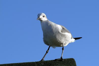 sea gull 4