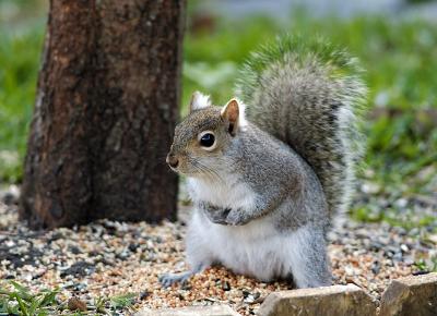 squirrel giving thanks