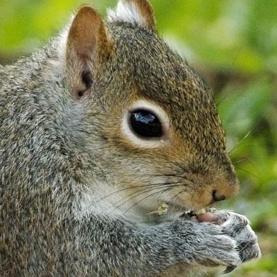 u18/artichoke/medium/8022852.squirrelmunching1detail.jpg