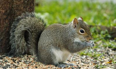squirrel munching 1