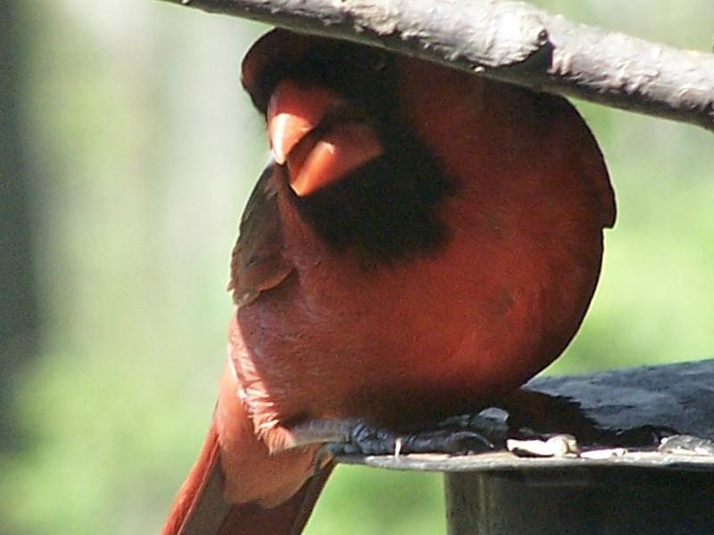 cardinal 2