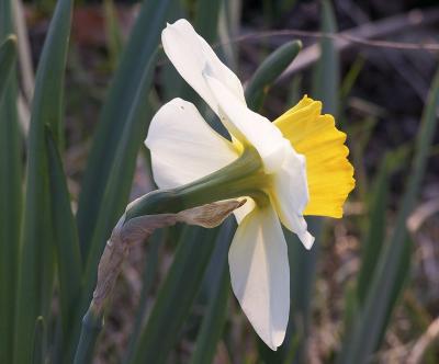 daffodil backside