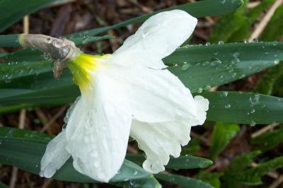 daffodil in an icey rain