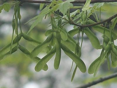 maple seed pods