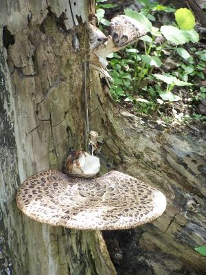 fungus at Sand Run