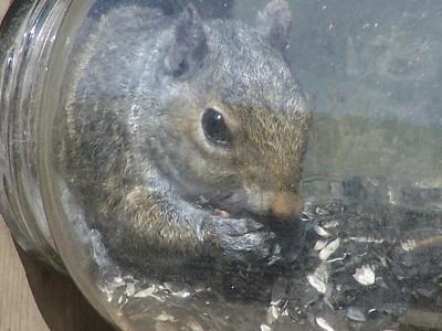 sqiurrel in a jar