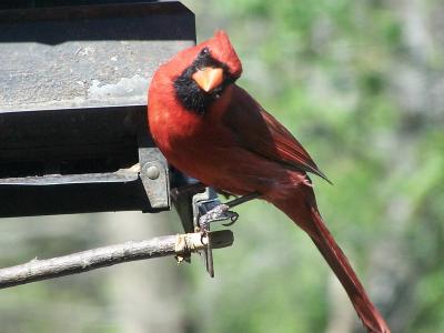 curious cardinal