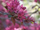 blooming crabapple