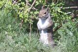 stand up squirrel