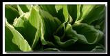 Hosta
