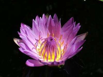 The Lotus Flower