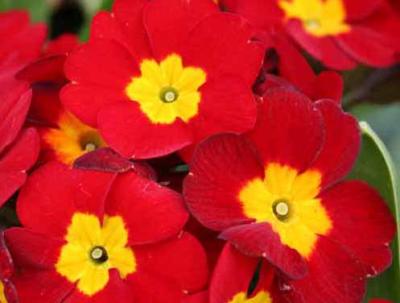 u18/ayobami/medium/43069088.RedFlowers.Img_0735001.jpg