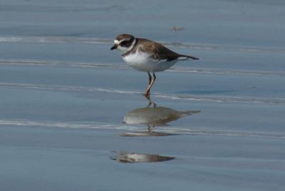 SemiPalmated Plover