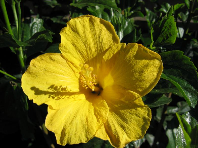 Yellow Hibiscus