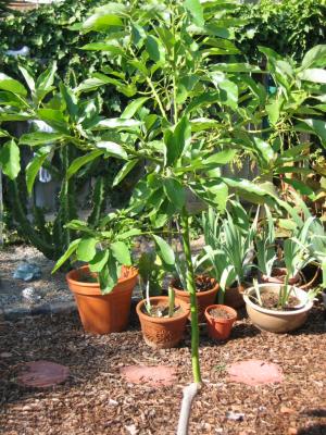 Avocado tree in 2005 we grew from seed