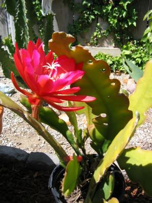 Another Cactus Blooms!