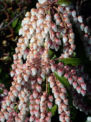 bellblossomsDSCN7546.jpg