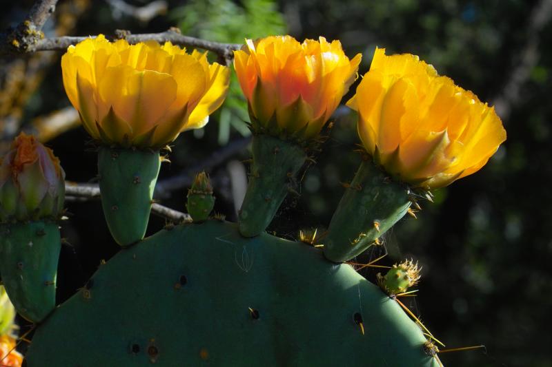 3 blooms