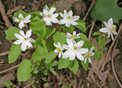 Rue Anenome - Thalictrum thalictroides