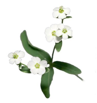 Flowering spurge