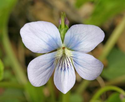 Marsh blue violet - viola cucullata