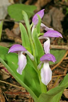 Showy Orchis Orchis spectabilis