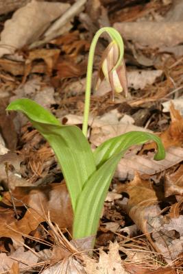 Pink Lady's Slipper Cypripedium acaule