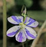 <i>Viola sp.</i>