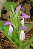 Showy Orchis <i>Orchis spectabilis</i>