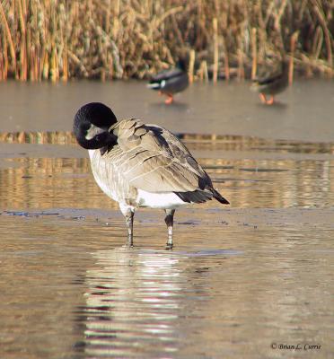 Canada Goose (Preening).jpg