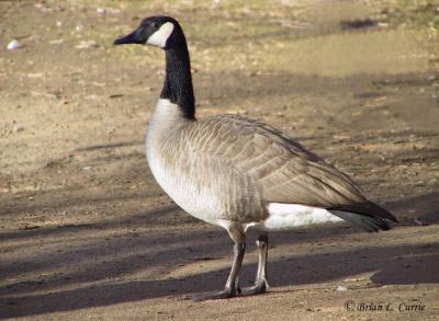 Canada Goose copy.jpg