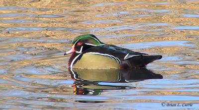 Wood Duck (D).jpg