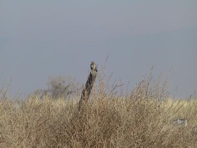 Song Sparrow without B-300.jpg