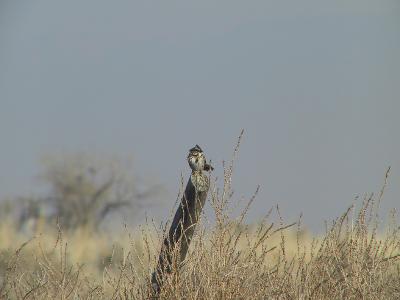 Song Sparrow with B-300.jpg