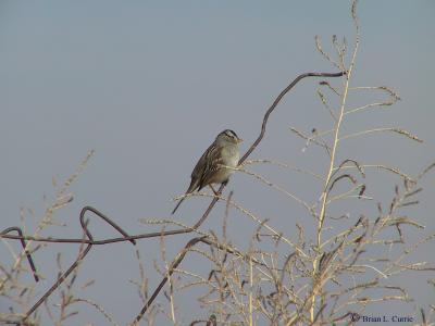 White-crowned Sparrow with B-300 copy.jpg