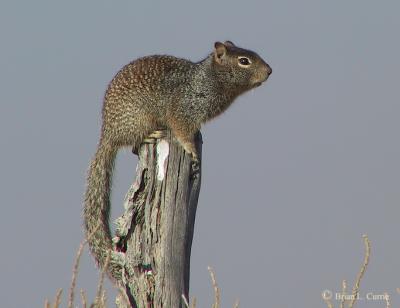 Townsend Ground Squirrel.jpg