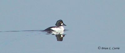 u18/bcurrie/medium/8172712.CommonGoldeneyemale.jpg