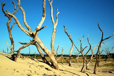 Dead Forest