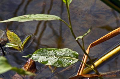 The Bottom of the Pond