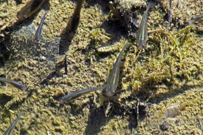 u18/beaucamera/medium/32990858.pondlifefish1.jpg