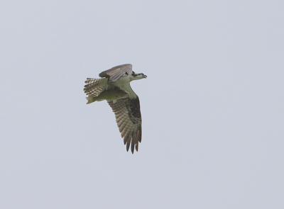 Osprey 2